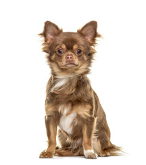 Chihuahua sitting, isolated on white