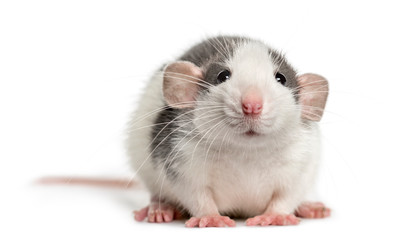 Front view of a rat lying, isolated on white