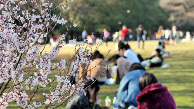 春の日本の桜と花見の文化