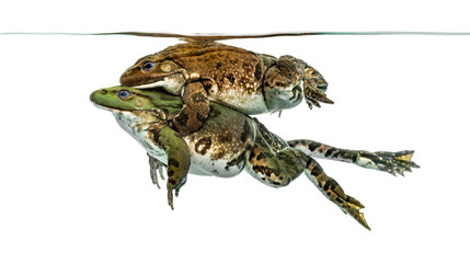 frogs copulating under clear water, isolated on white