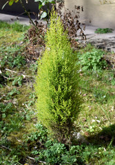 Young Cupressus tree in a garden - obrazy, fototapety, plakaty