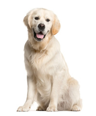 Golden retriever, dog, (16 months old), sitting and panting, isolated on white