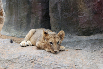 The cute and sad lion cub lying on a stone