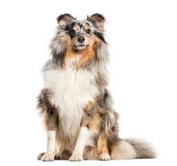 Proud Shetland Sheepdog, dog, isolated on white (2 years old)