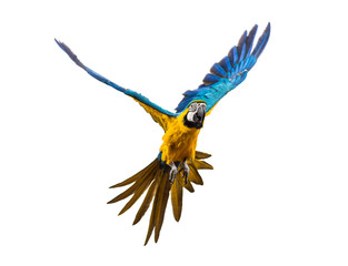 Front view of a blue-and-yellow macaw, Ara ararauna, flying © Eric Isselée