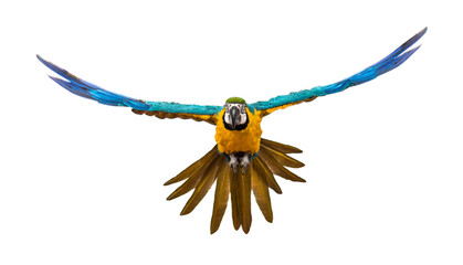 Front view of a blue-and-yellow macaw, Ara ararauna, flying © Eric Isselée