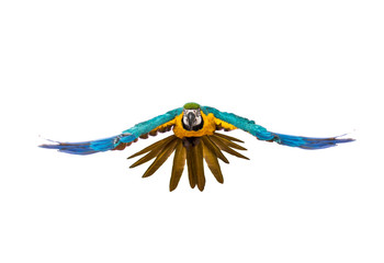 Front view of a blue-and-yellow macaw, Ara ararauna, flying