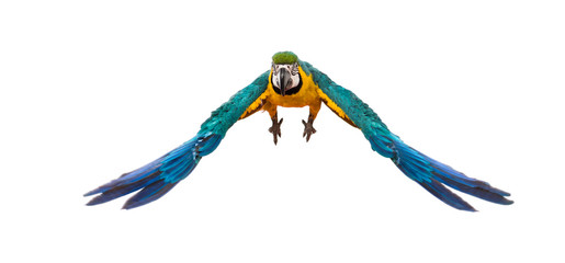Front view of a blue-and-yellow macaw, Ara ararauna, flying © Eric Isselée