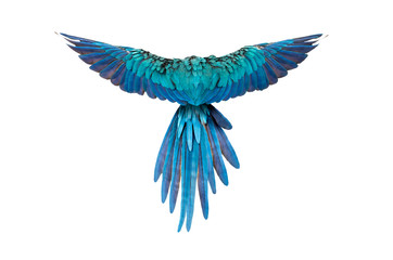 rear view of a blue-and-yellow macaw, Ara ararauna, flying