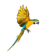 Side view of a blue-and-yellow macaw, Ara ararauna, flying