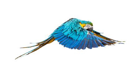 Side view of a blue-and-yellow macaw, Ara ararauna, flying