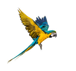 Side view of a blue-and-yellow macaw, Ara ararauna, flying © Eric Isselée