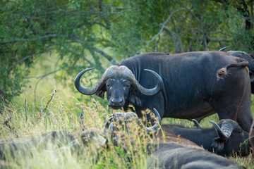 Obraz premium Cape buffalo herd resting chewing the cud. 