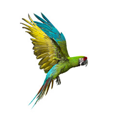 Military macaw, Ara militaris, flying, isolated on white