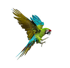 Military macaw, Ara militaris, flying, isolated on white © Eric Isselée
