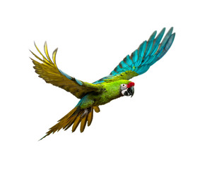 Military macaw, Ara militaris, flying, isolated on white