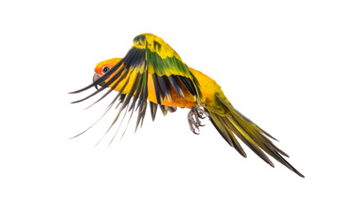 Fototapeta premium sun parakeet, bird, Aratinga solstitialis, flying, isolated