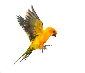sun parakeet, bird, Aratinga solstitialis, flying, isolated