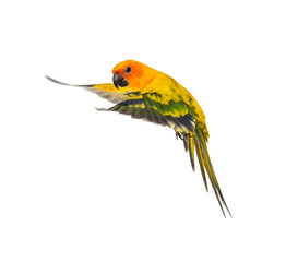 sun parakeet, bird, Aratinga solstitialis, flying, isolated