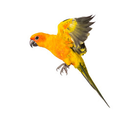 sun parakeet, bird, Aratinga solstitialis, flying, isolated