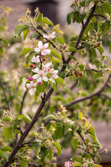 blooming apple tree