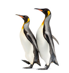 Couple of two King penguins walking in a row, isolated