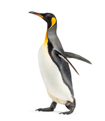 Side view of a king penguin walking, isolated on white