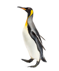 Side view of a king penguin walking, isolated on white