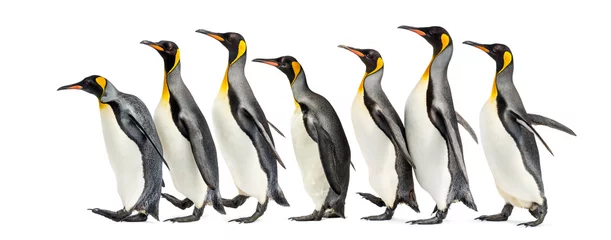 Fotobehang group of King penguins walking in a row, isolated © Eric Isselée