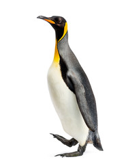 Obraz premium Side view of a king penguin walking, isolated on white