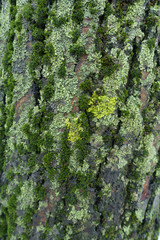 Uneven surface of tree bark covered with lichen and moss