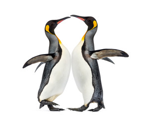 Two king penguins playing, isolated on white © Eric Isselée