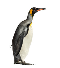 king penguin standing in front of a white background © Eric Isselée
