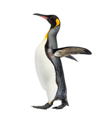 Fototapeta na wymiar Side view of a king penguin walking, isolated on white
