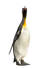 king penguin standing in front of a white background