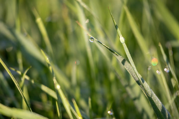 green grass with water drops