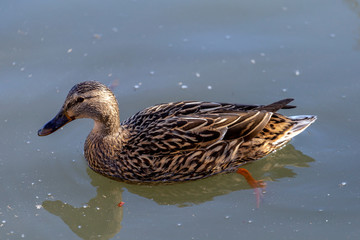 Mallard in the water on a spring day