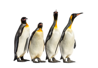 Fototapeta premium King penguins walking in a row, isolated