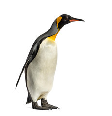 king penguin standing in front of a white background