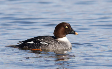 Goldeneye