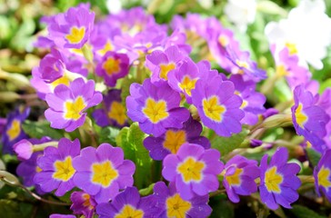 Yellow middle of pink flowers of Primrose