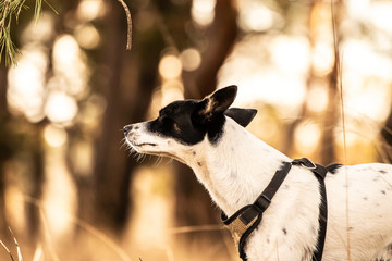 Portrait of a basenji dog from behind in a field and with beautiful bokeh