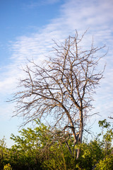 tree in the sky