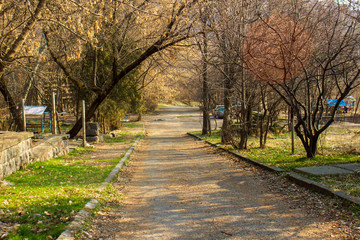 path in the park with spring trees and green grasses