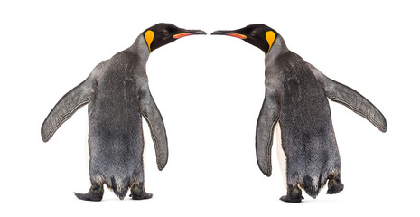Rear view of two king penguins isolated on white © Eric Isselée