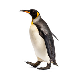 Side view of a king penguin walking, isolated on white