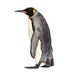 Side view of a king penguin walking, isolated on white © Eric Isselée