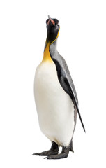 Fototapeta na wymiar king penguin standing in front of a white background