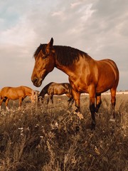 Horse herd move in sunlight at sunset