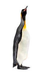 king penguin standing in front of a white background